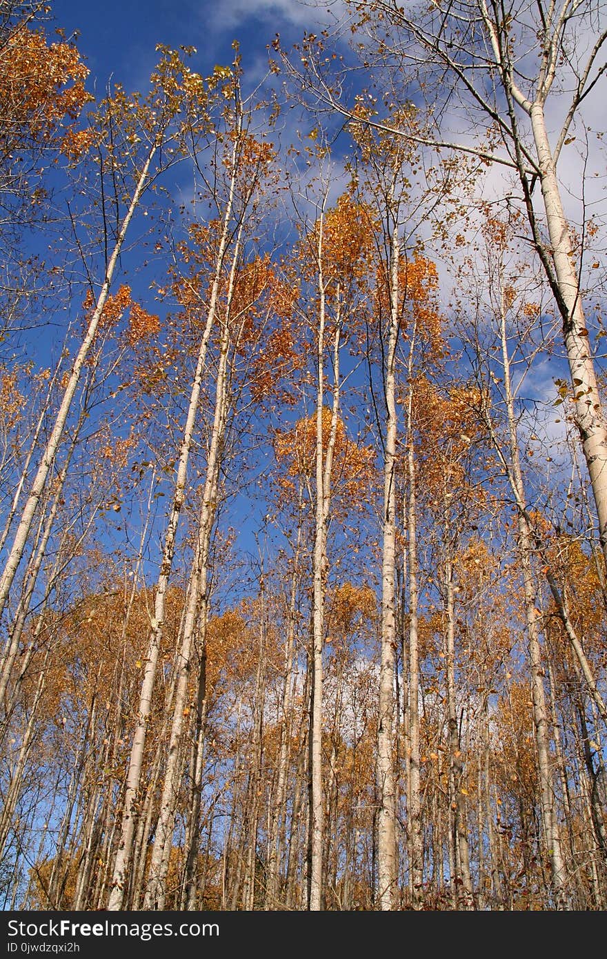 Tree, Nature, Woody Plant, Sky