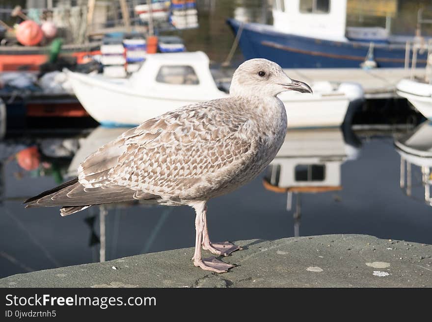 Bird, Seabird, Gull, European Herring Gull