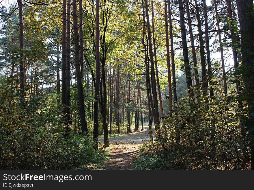 Ecosystem, Nature, Woodland, Temperate Broadleaf And Mixed Forest