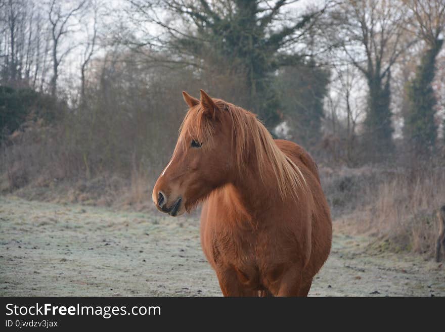 Horse, Mane, Horse Like Mammal, Mare