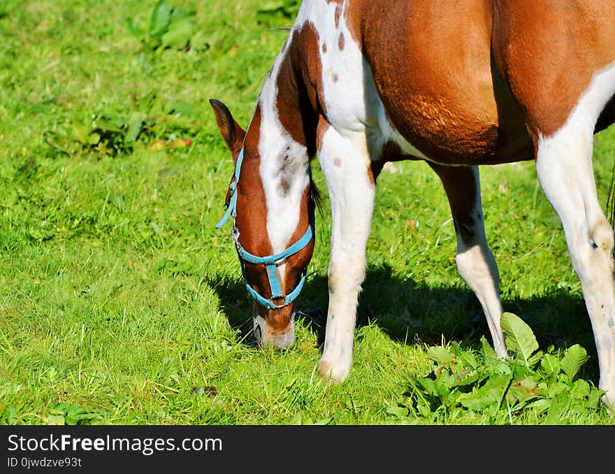 Horse, Grazing, Grass, Pasture