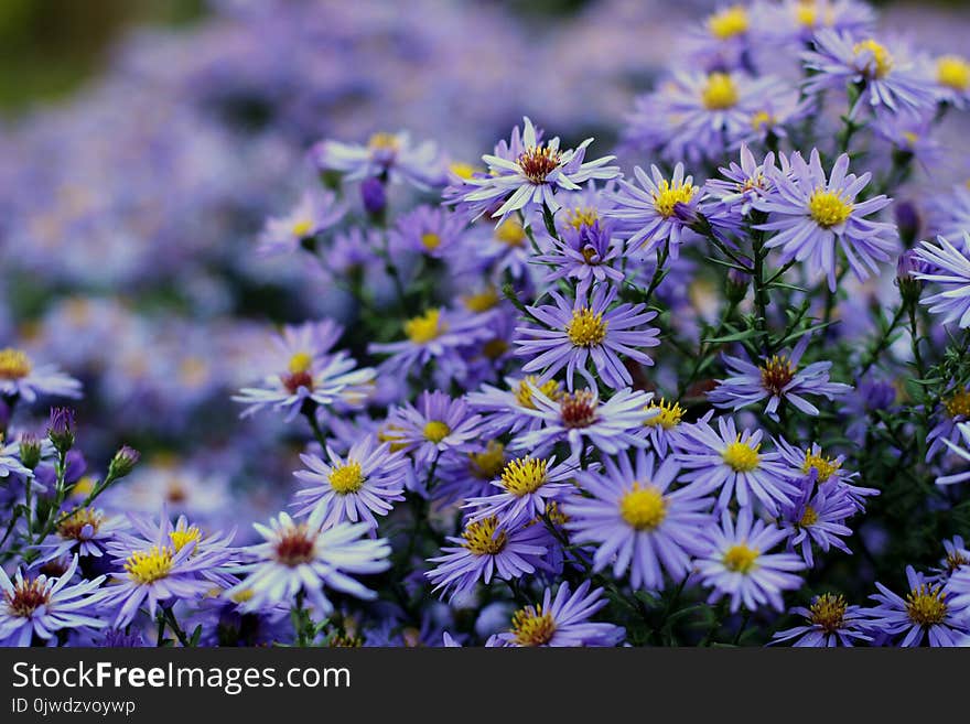 Flower, Plant, Aster, Flowering Plant