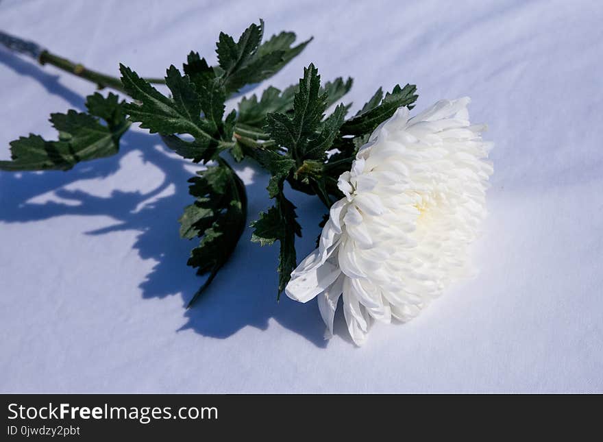 White, Flower, Cut Flowers, Winter