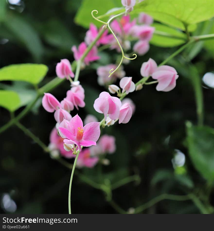 Plant, Flower, Flora, Flowering Plant