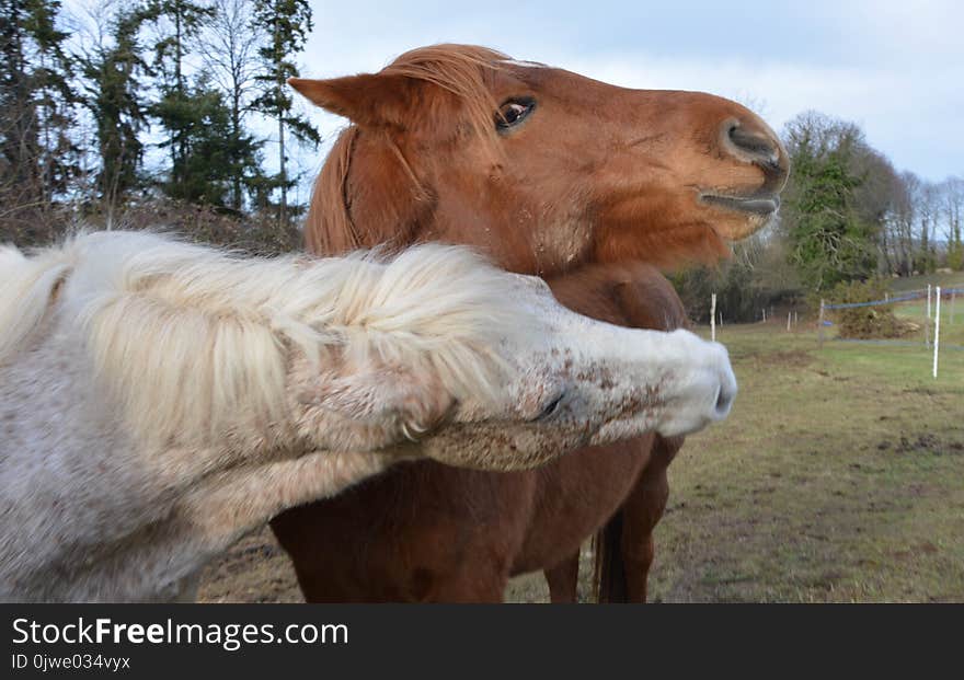 Horse, Horse Like Mammal, Mane, Cattle Like Mammal