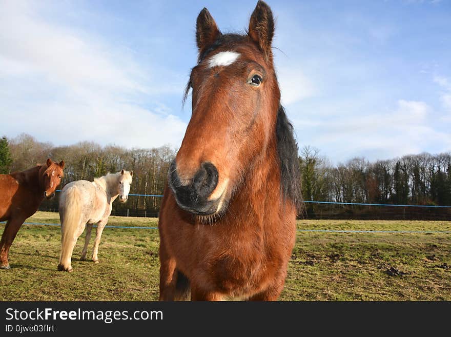 Horse, Horse Like Mammal, Mane, Mare