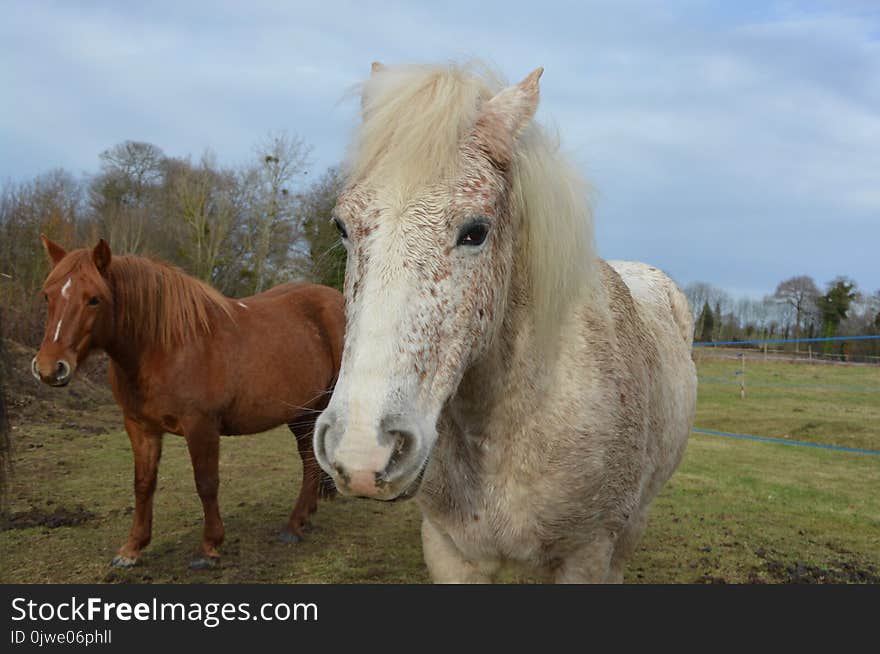 Horse, Horse Like Mammal, Fauna, Mane