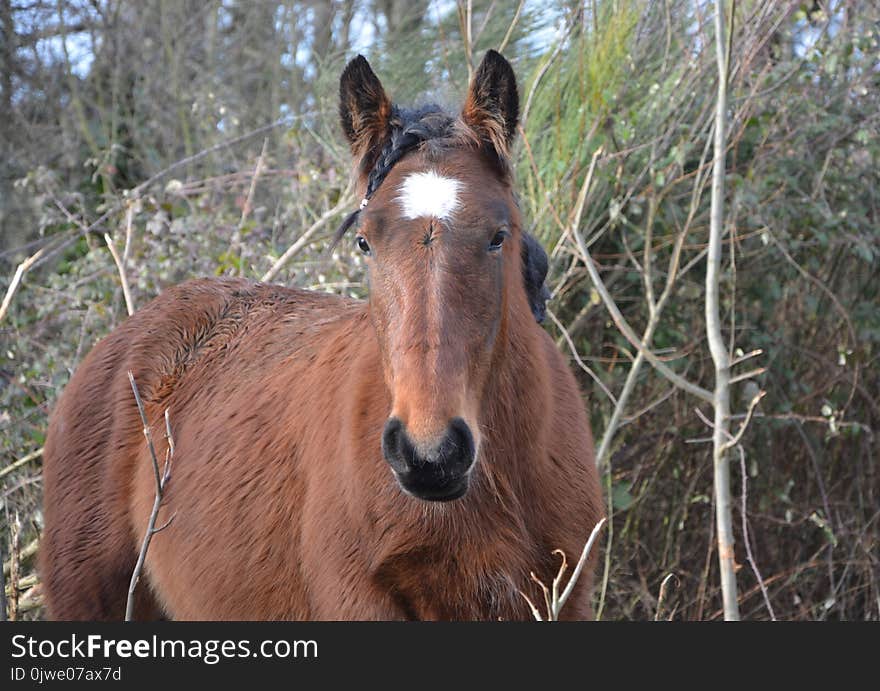 Horse, Mane, Horse Like Mammal, Fauna