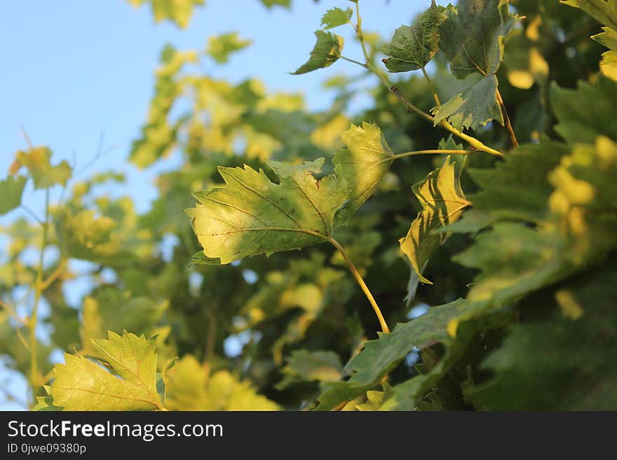 Leaf, Vegetation, Branch, Tree