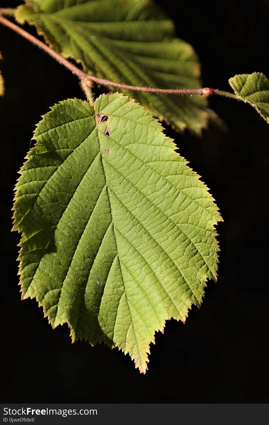 Leaf, Vegetation, Macro Photography, Elm Family