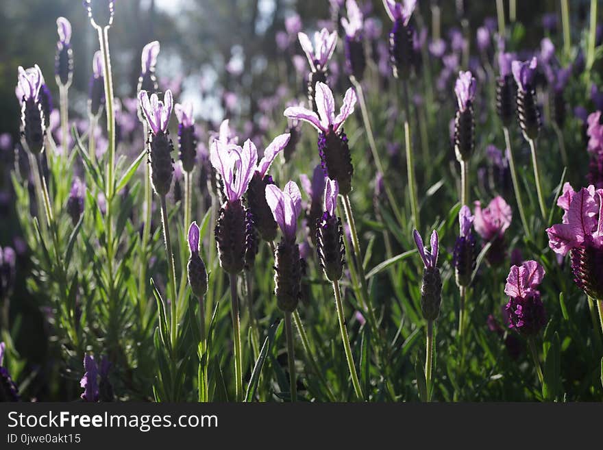 Plant, Flower, Flora, Purple