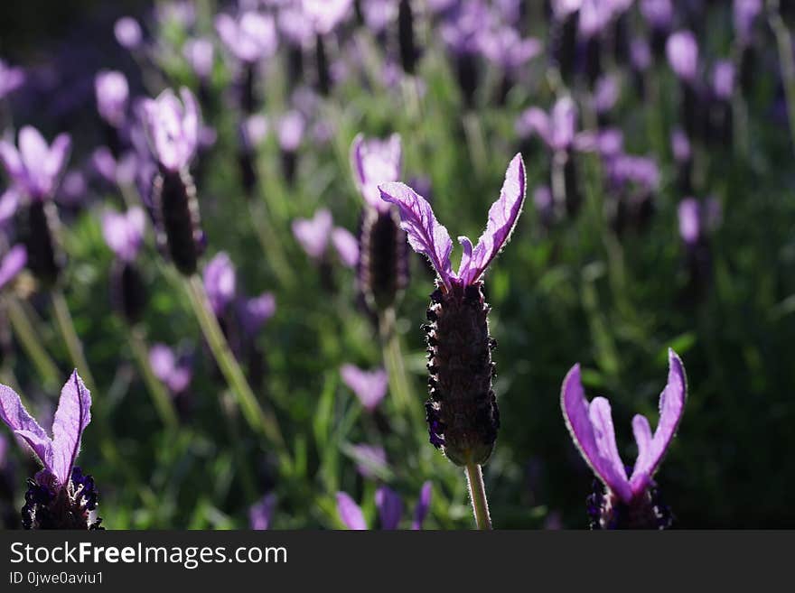 Plant, Flower, Lavender, Flora