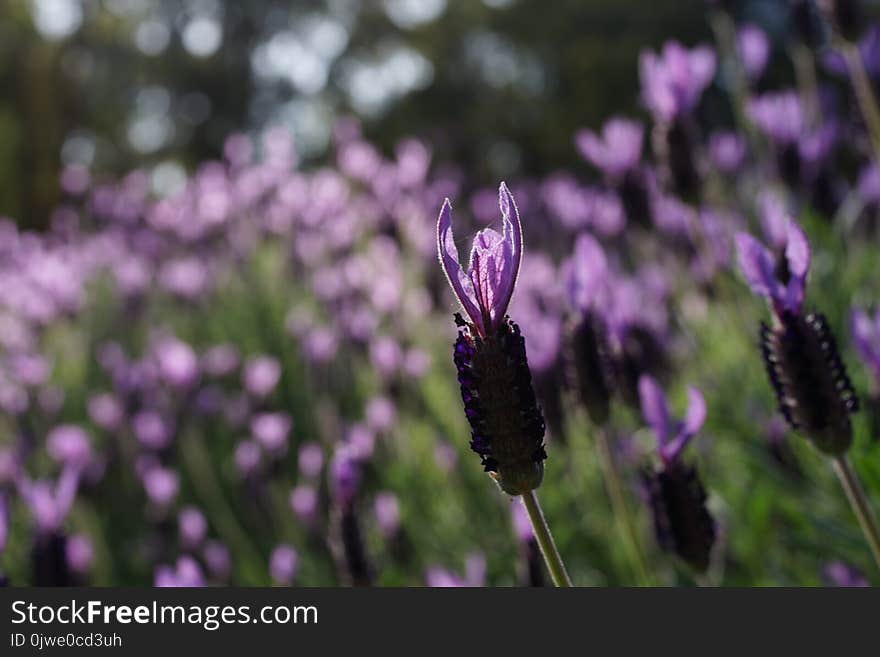 Flower, Purple, Plant, Flora