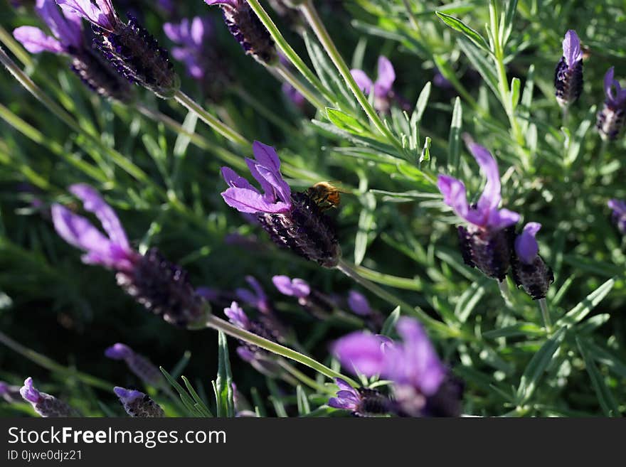 Plant, Purple, Flora, French Lavender