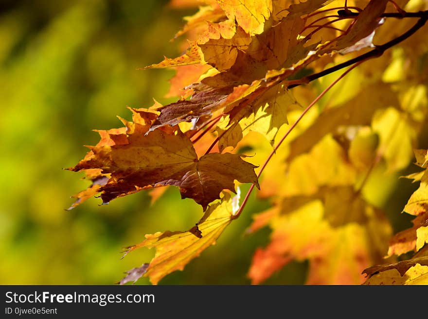 Leaf, Yellow, Autumn, Deciduous