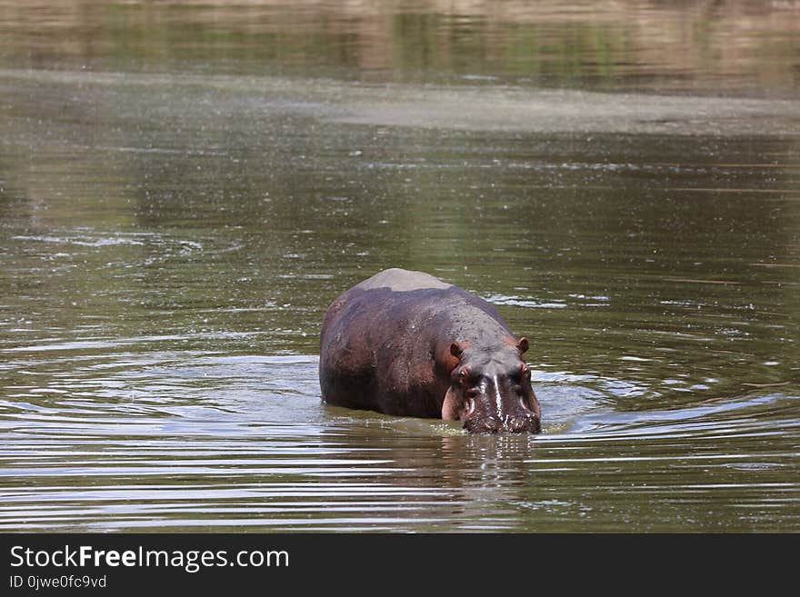 Mammal, Fauna, Wildlife, Water