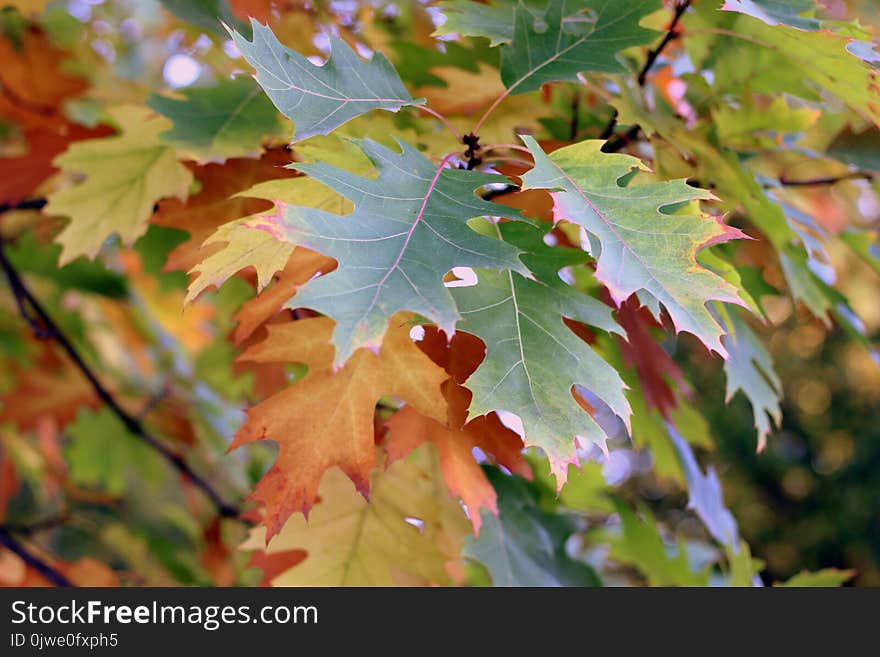 Leaf, Autumn, Maple Leaf, Tree