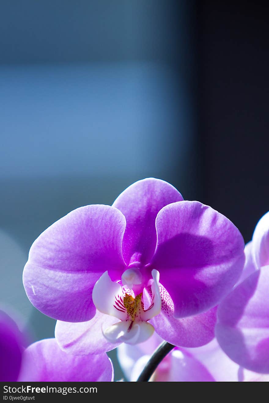 Flower, Violet, Purple, Flora