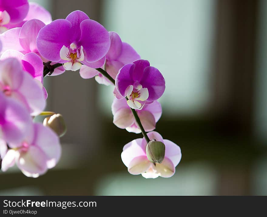 Flower, Flowering Plant, Pink, Flora