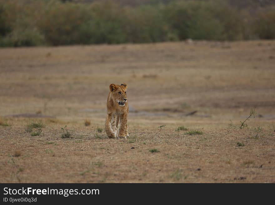 Wildlife, Grassland, Ecosystem, Terrestrial Animal