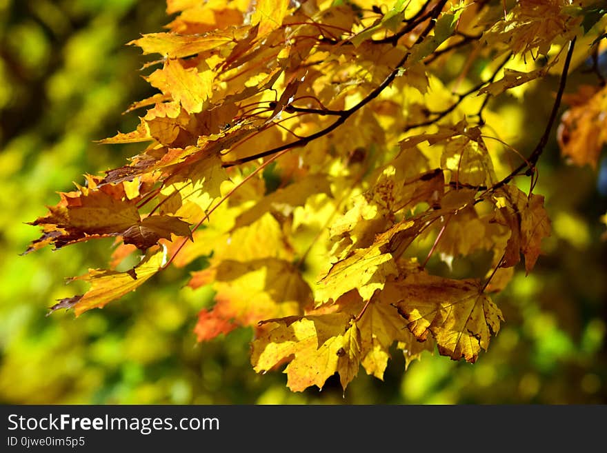 Leaf, Yellow, Autumn, Deciduous