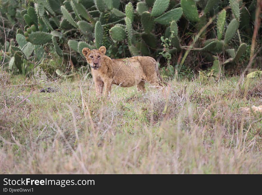 Wildlife, Mammal, Terrestrial Animal, Ecosystem