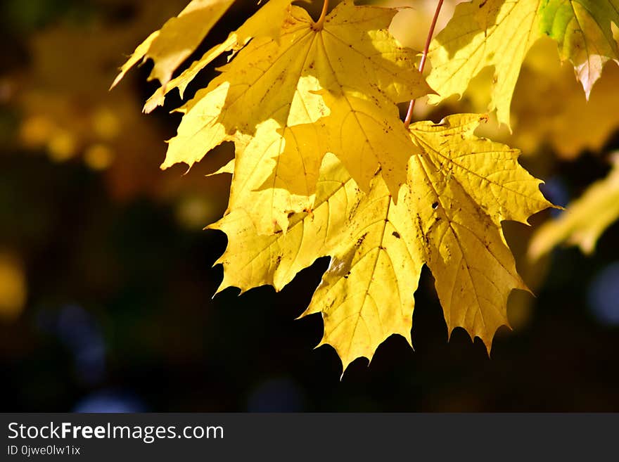 Leaf, Yellow, Autumn, Maple Leaf