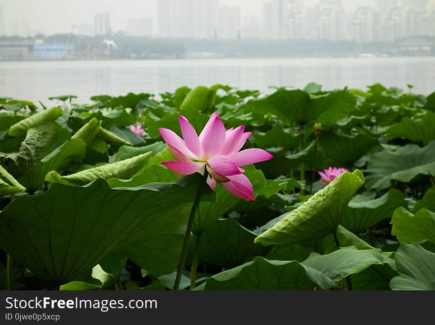 Flower, Lotus, Plant, Sacred Lotus