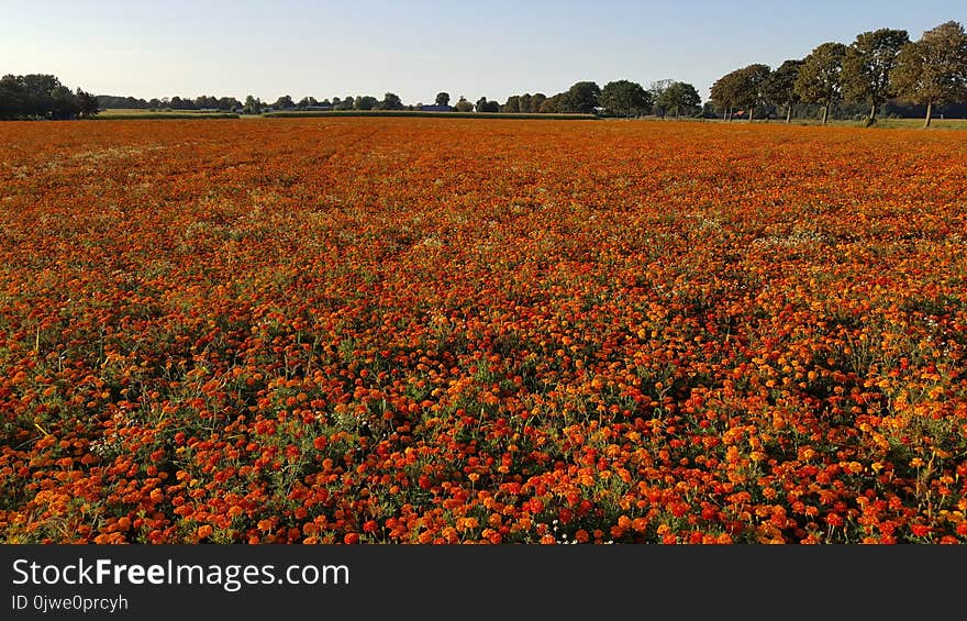 Field, Wildflower, Crop, Flower