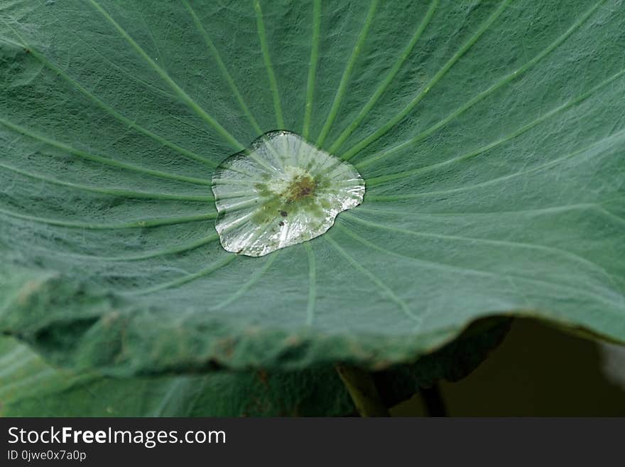 Leaf, Green, Water, Plant