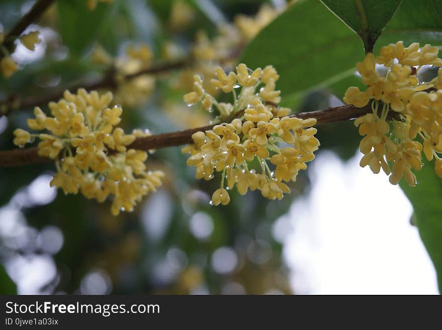 Flora, Plant, Spring, Tree