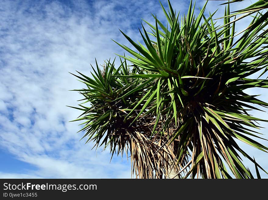 Vegetation, Tree, Plant, Borassus Flabellifer