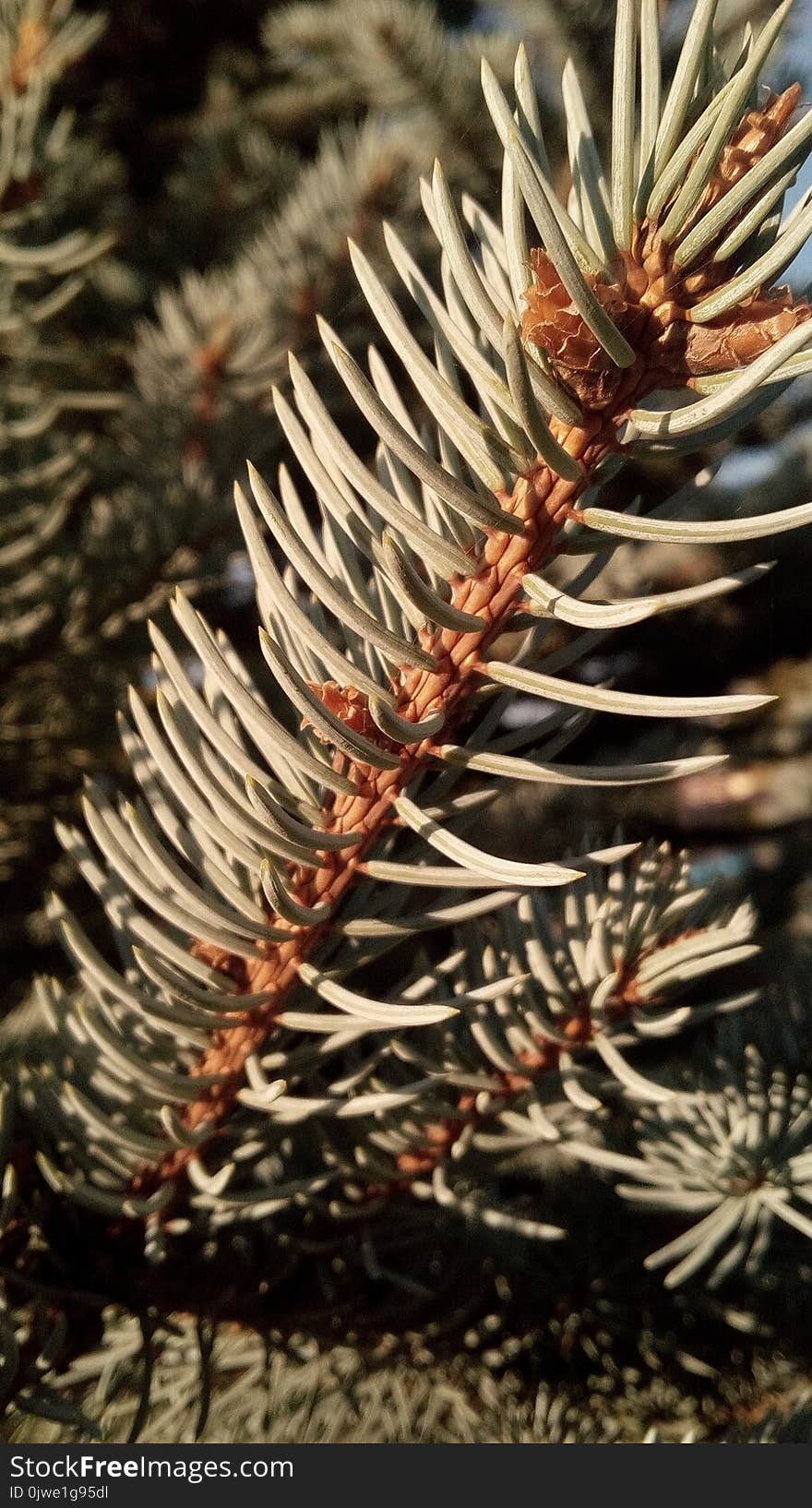 Branch, Pine Family, Spruce, Close Up