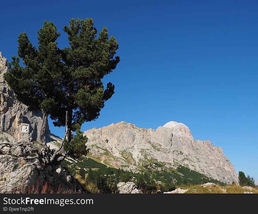 Tree, Sky, Woody Plant, Vegetation