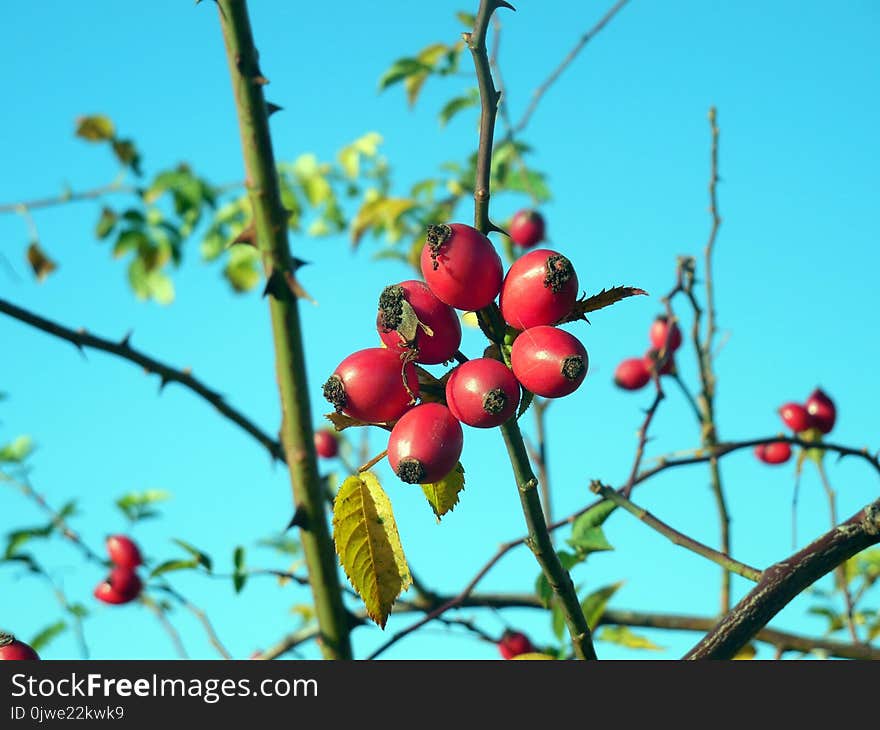 Rose Hip, Fruit, Berry, Plant