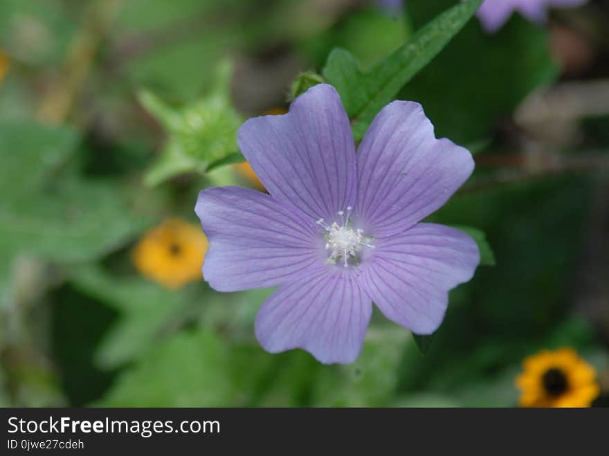 Flower, Flora, Plant, Wildflower