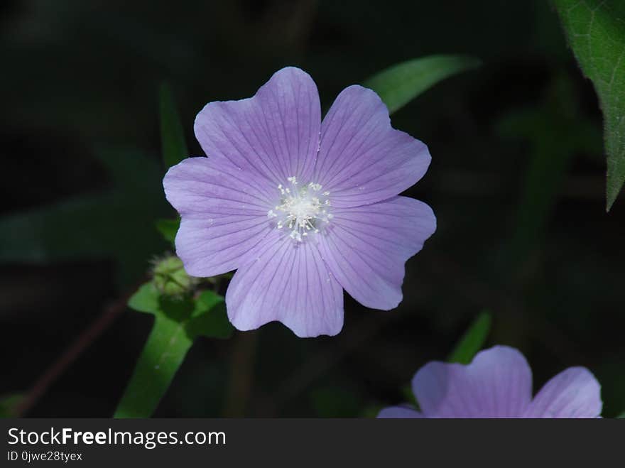 Flower, Flora, Plant, Wildflower