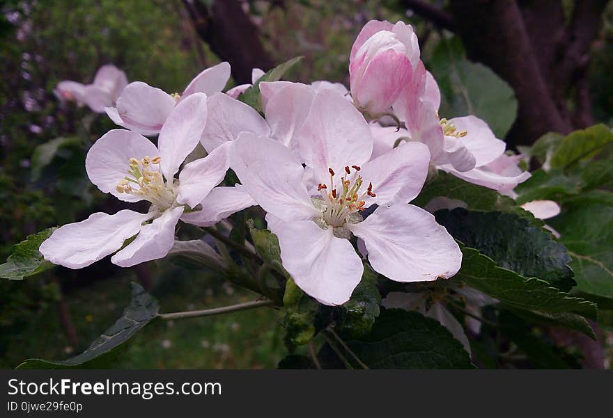 Flower, Plant, Flora, Blossom