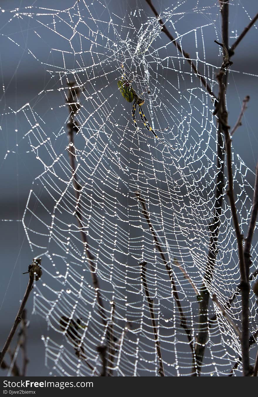 Spider Web, Water, Branch, Tree