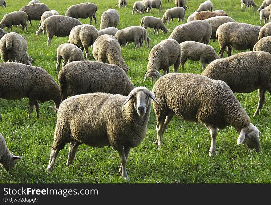 Herd, Sheep, Grazing, Pasture