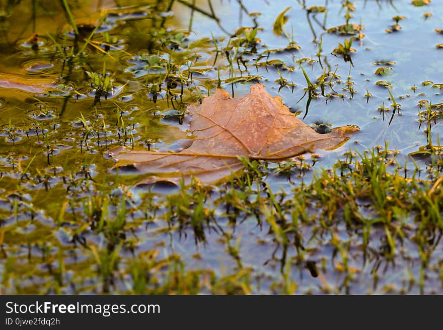 Leaf, Water, Reflection, Autumn