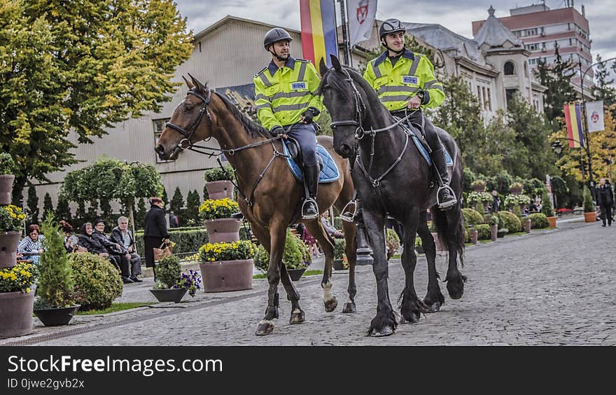 Tree, Horse, Horse Like Mammal, Jockey