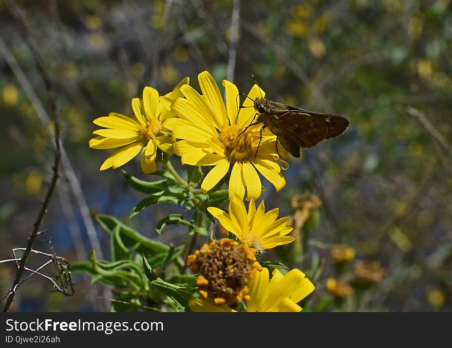 Flower, Yellow, Flora, Nectar