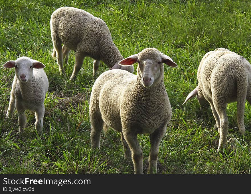 Sheep, Pasture, Grazing, Grass