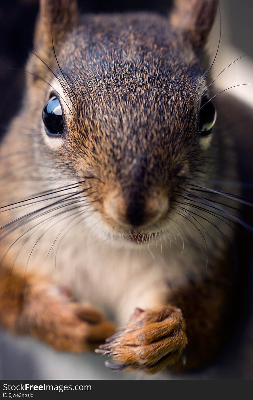 Squirrel, Whiskers, Fauna, Mammal