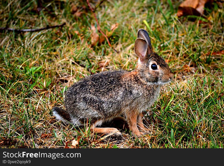 Fauna, Mammal, Wildlife, Rabbit