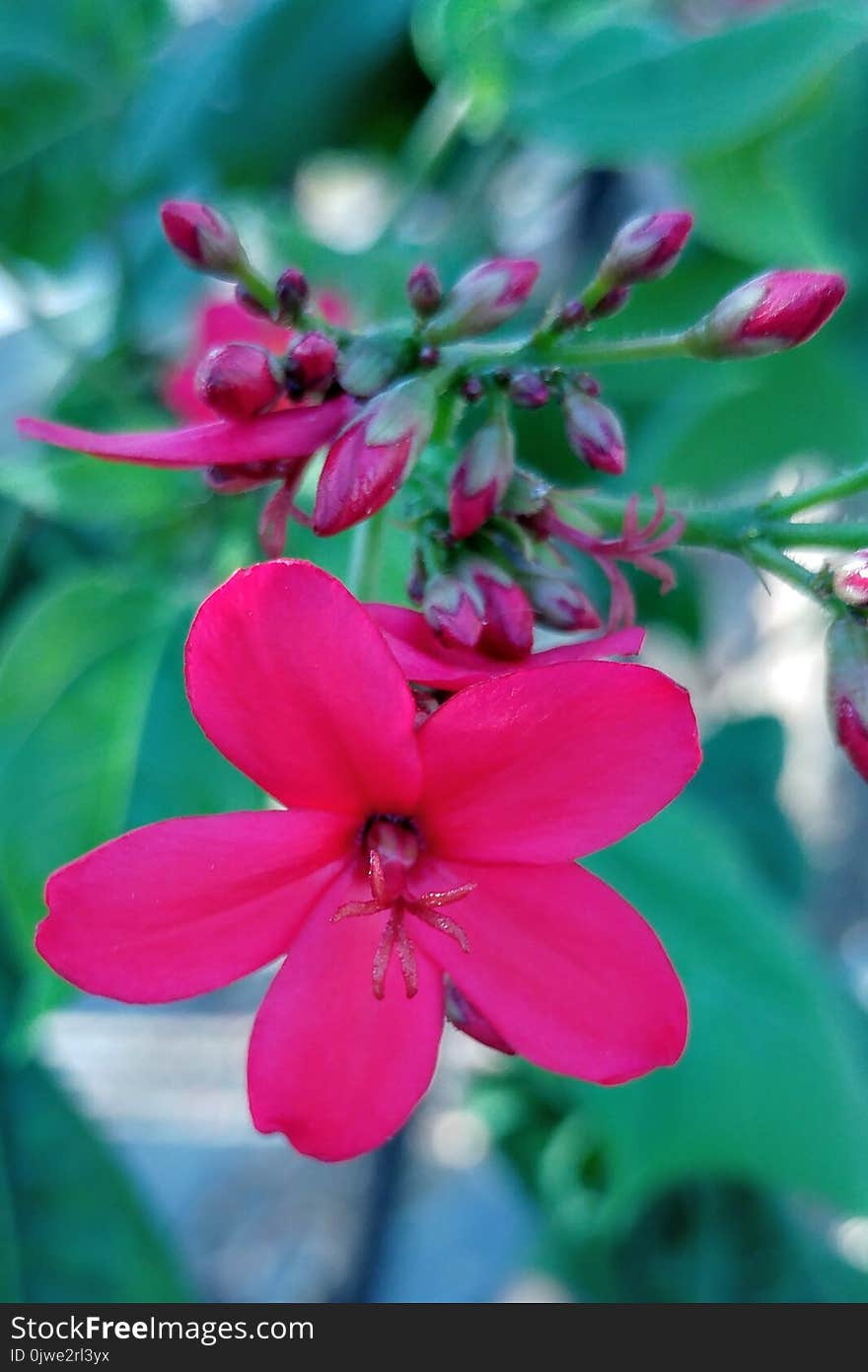 Flower, Flora, Pink, Plant