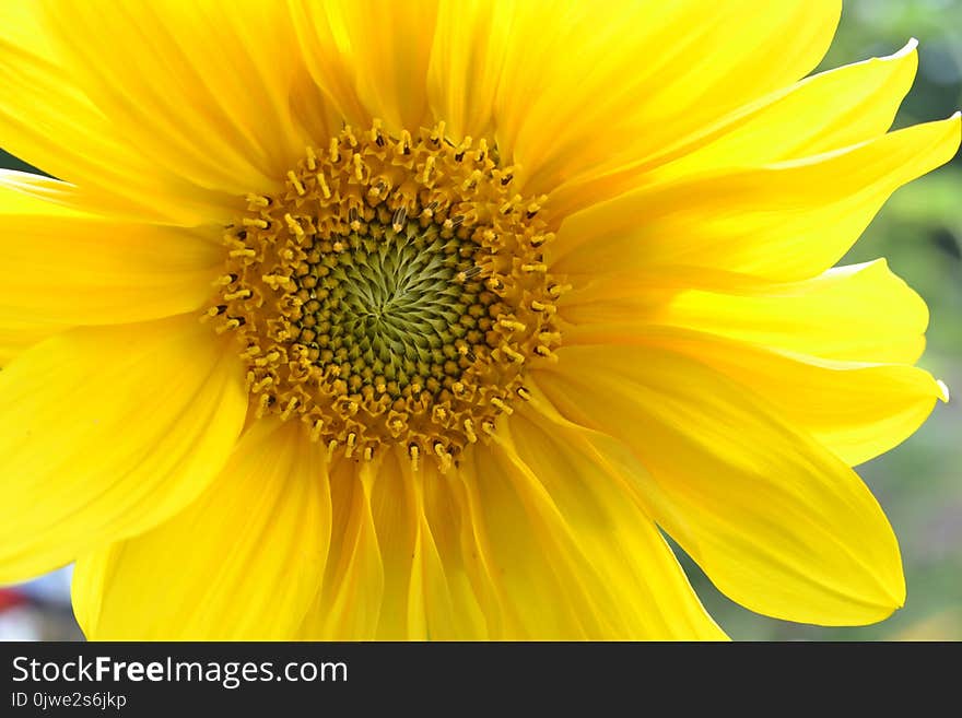 Flower, Sunflower, Yellow, Flowering Plant