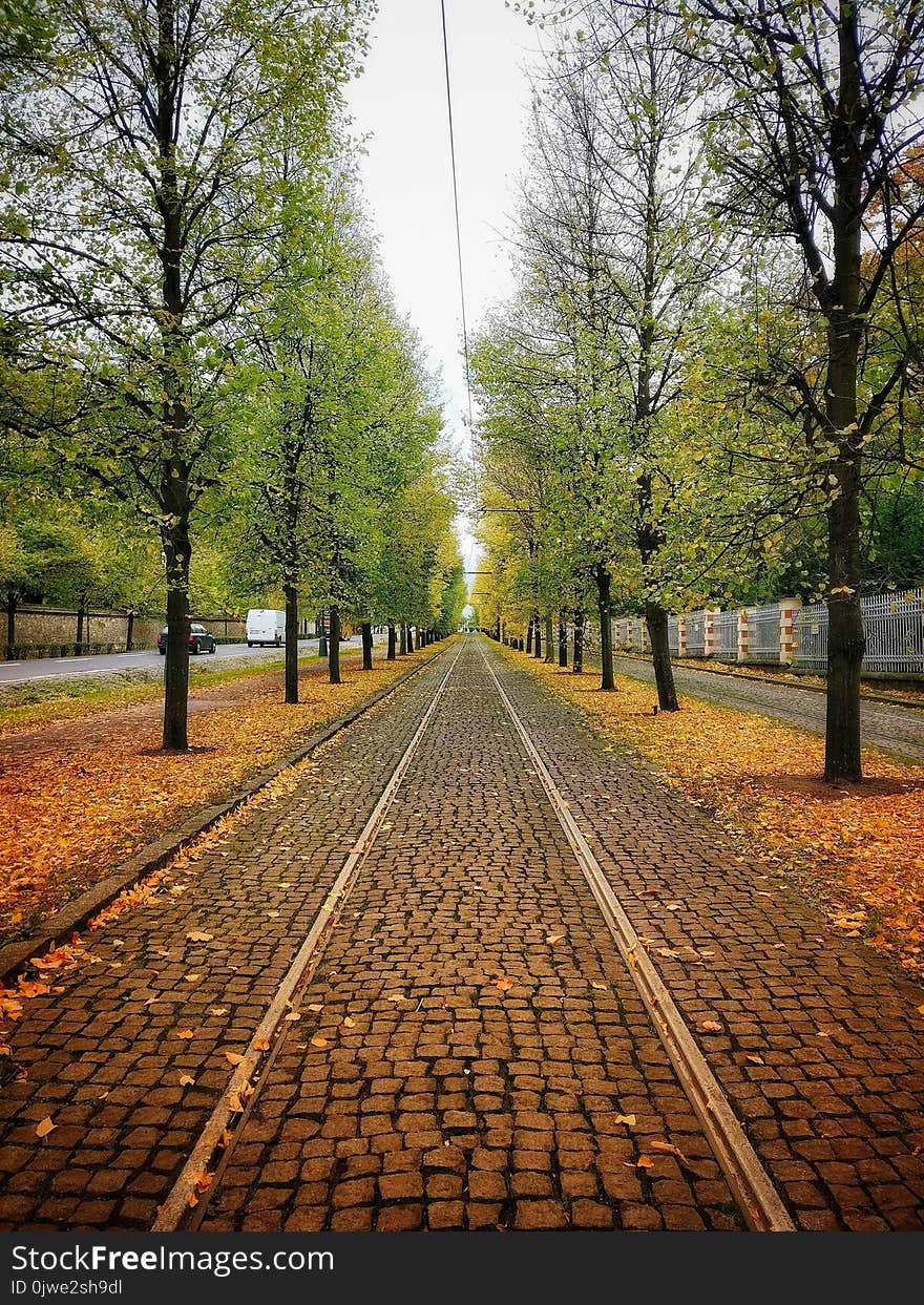 Tree, Nature, Leaf, Path