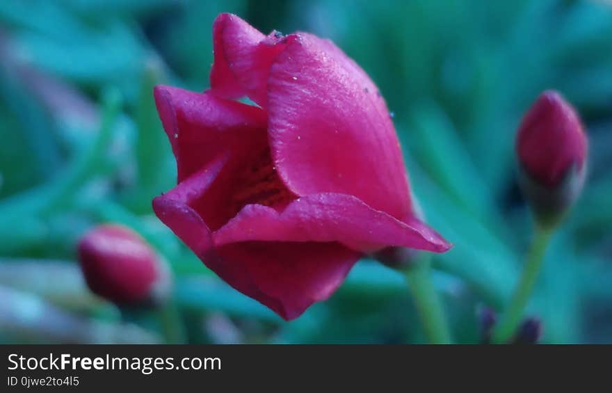 Flower, Petal, Close Up, Plant